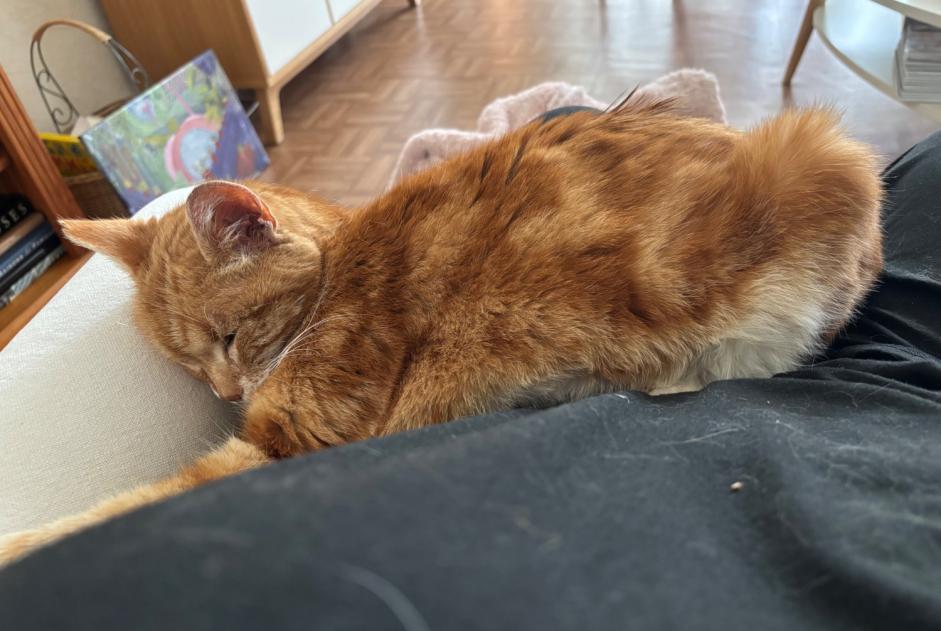 Vermisstmeldung Katze Männliche , 18 jahre Poissy Frankreich