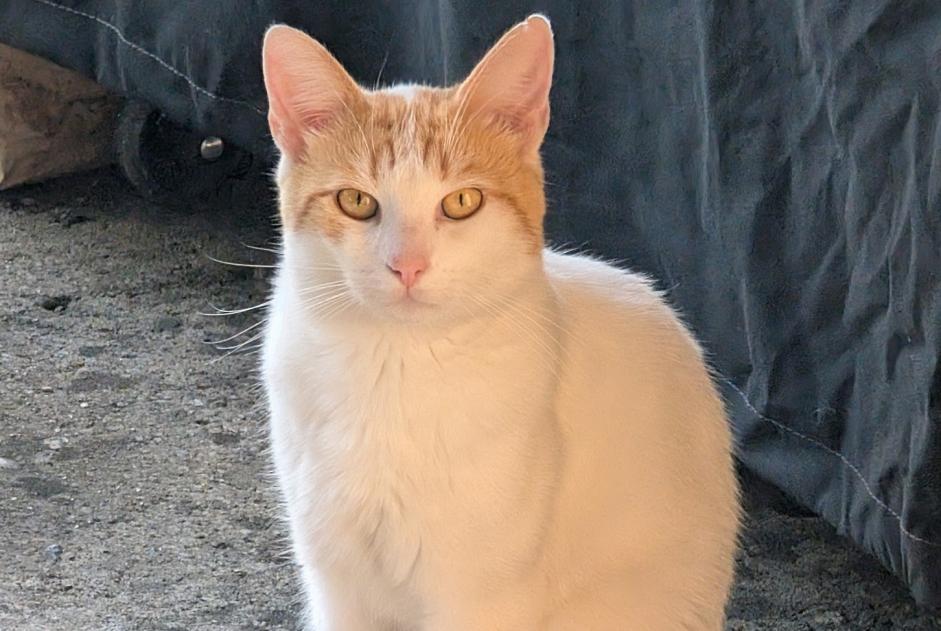 Discovery alert Cat Male , 1 year Linas France