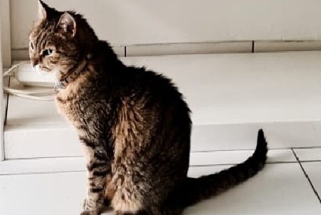 Disappearance alert Cat miscegenation Male , 15 years Vernouillet France