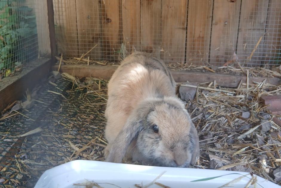 Discovery alert Rabbit Unknown Villerest France