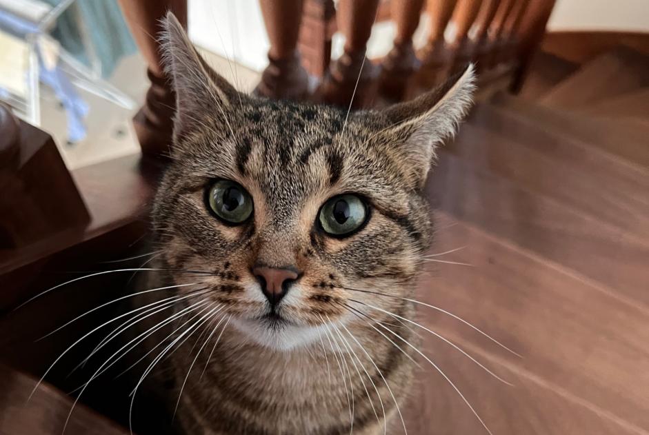 Alerta de Desaparición Gato  Hembra , 3 años Orvilliers Francia