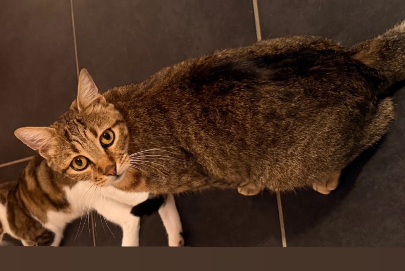 Alerte Disparition Chat Mâle , 3 ans Nantes France Alerte Disparition Chat Mâle , 3 ans Nantes France