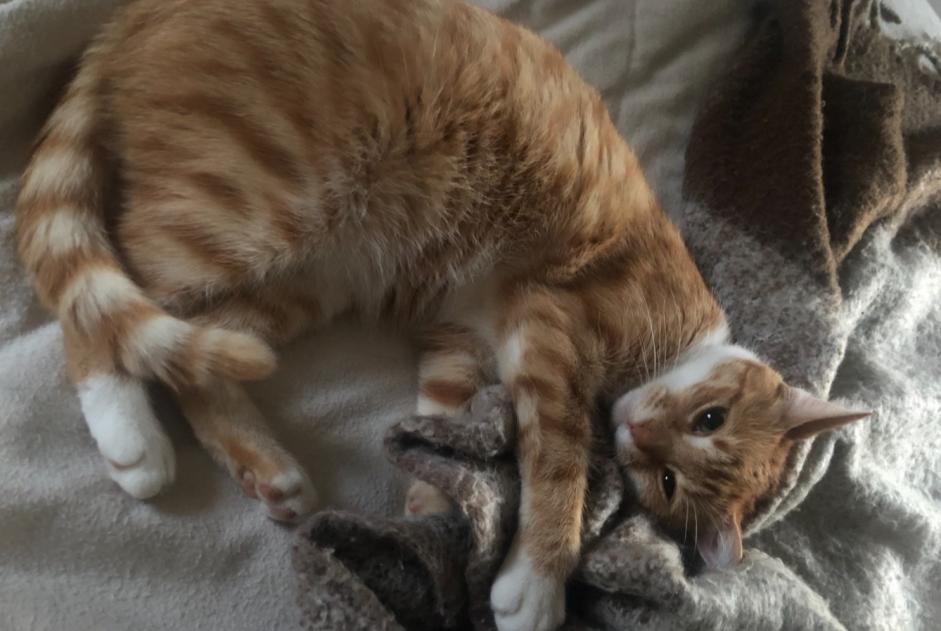 Alerte Disparition Chat Femelle , 7 ans Clisson France Alerte Disparition Chat Femelle , 7 ans Clisson France