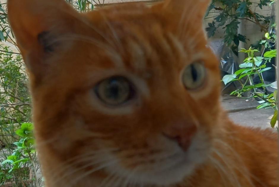 Alerte Disparition Chat Mâle , 13 ans Paris France Alerte Disparition Chat Mâle , 13 ans Paris France