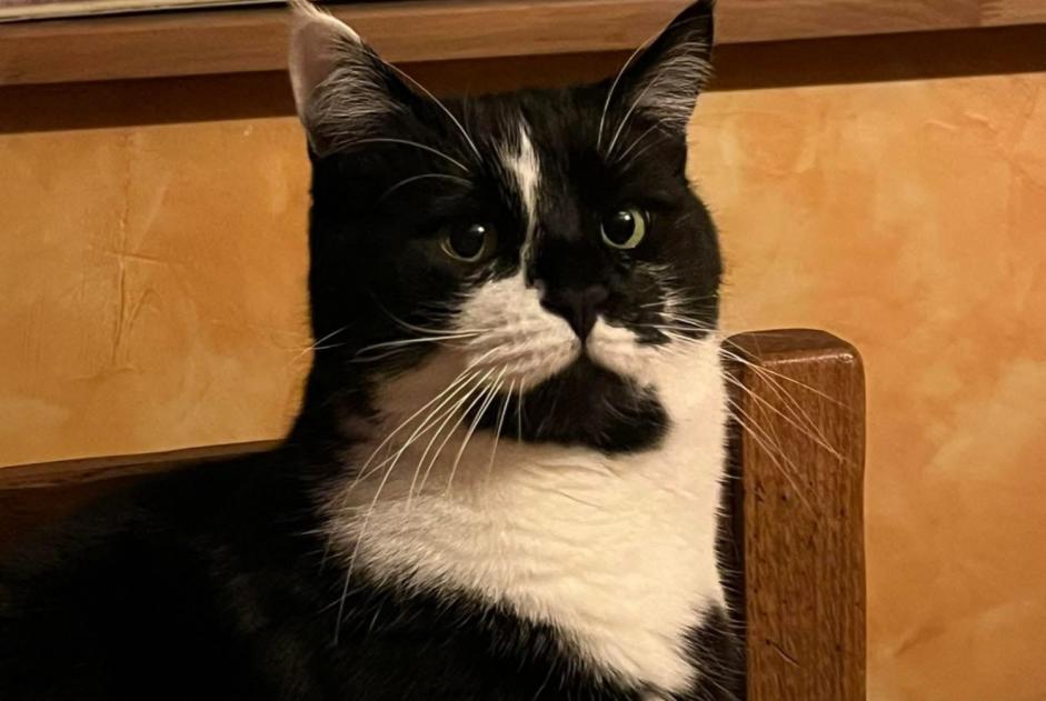 Alerte Disparition Chat  Mâle , 7 ans Le Perray-en-Yvelines France