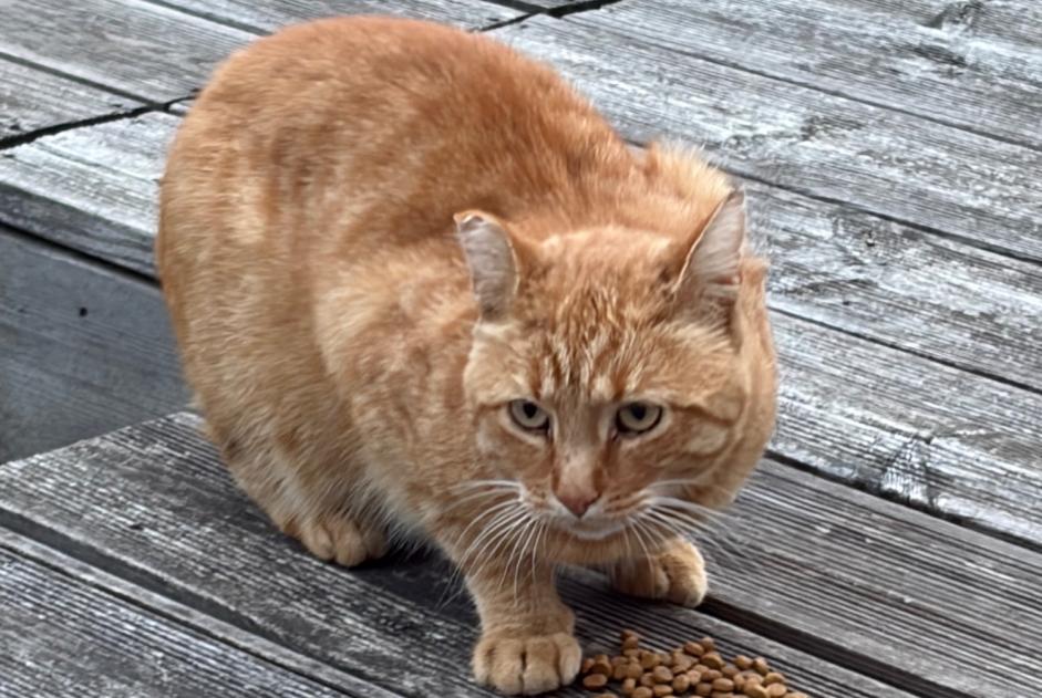 Alerte Découverte Chat Mâle Gouvernes France