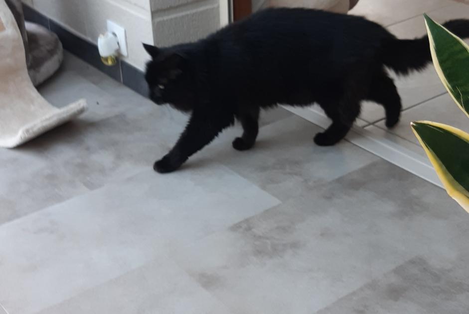 Alerte Découverte Chat Inconnu Épinal France