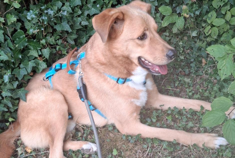 Alerte Disparition Chien croisement Mâle , 5 ans Buchy France
