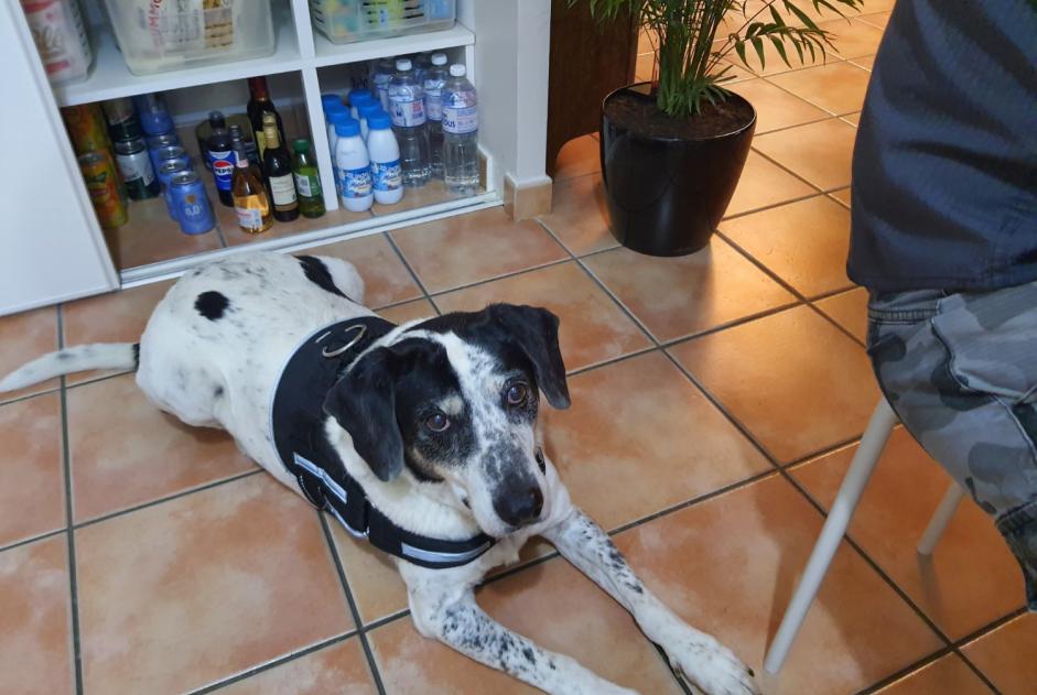 Alerte Découverte Chien Mâle Narbonne France Alerte Découverte Chien Mâle Narbonne France