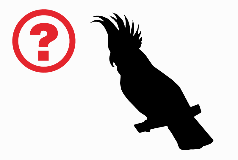 Discovery alert Bird Unknown Caluire-et-Cuire France