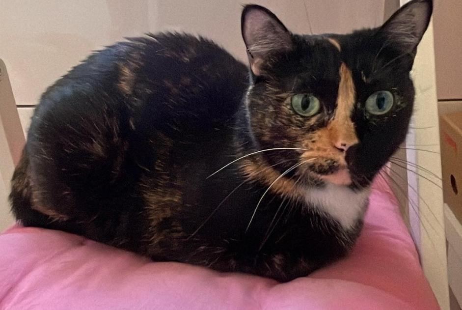 Avviso scomparsa Gatto  Femmina , 8 anni Sonchamp Francia