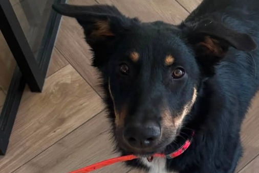 Verdwijningsalarm Hond rassenvermenging Vrouwtje , 1 jaar Elne Frankrijk Verdwijningsalarm Hond rassenvermenging Vrouwtje , 1 jaar Elne Frankrijk