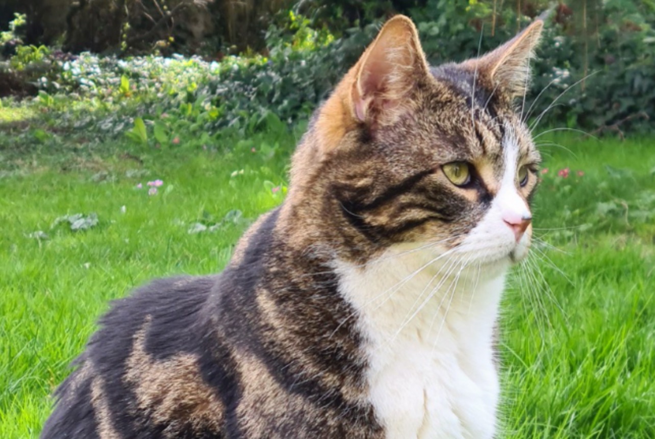 Alerta desaparecimento Gato cruzamento Macho , 5 anos Le Tremblay-sur-Mauldre France Alerta desaparecimento Gato cruzamento Macho , 5 anos Le Tremblay-sur-Mauldre France