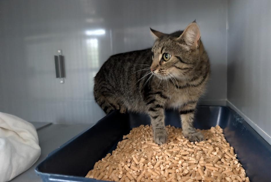 Alerta descoberta Gato  Fêmea Chapet France