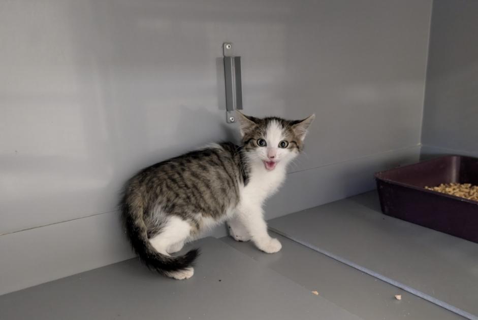 Alerta descoberta Gato  Macho Chapet France